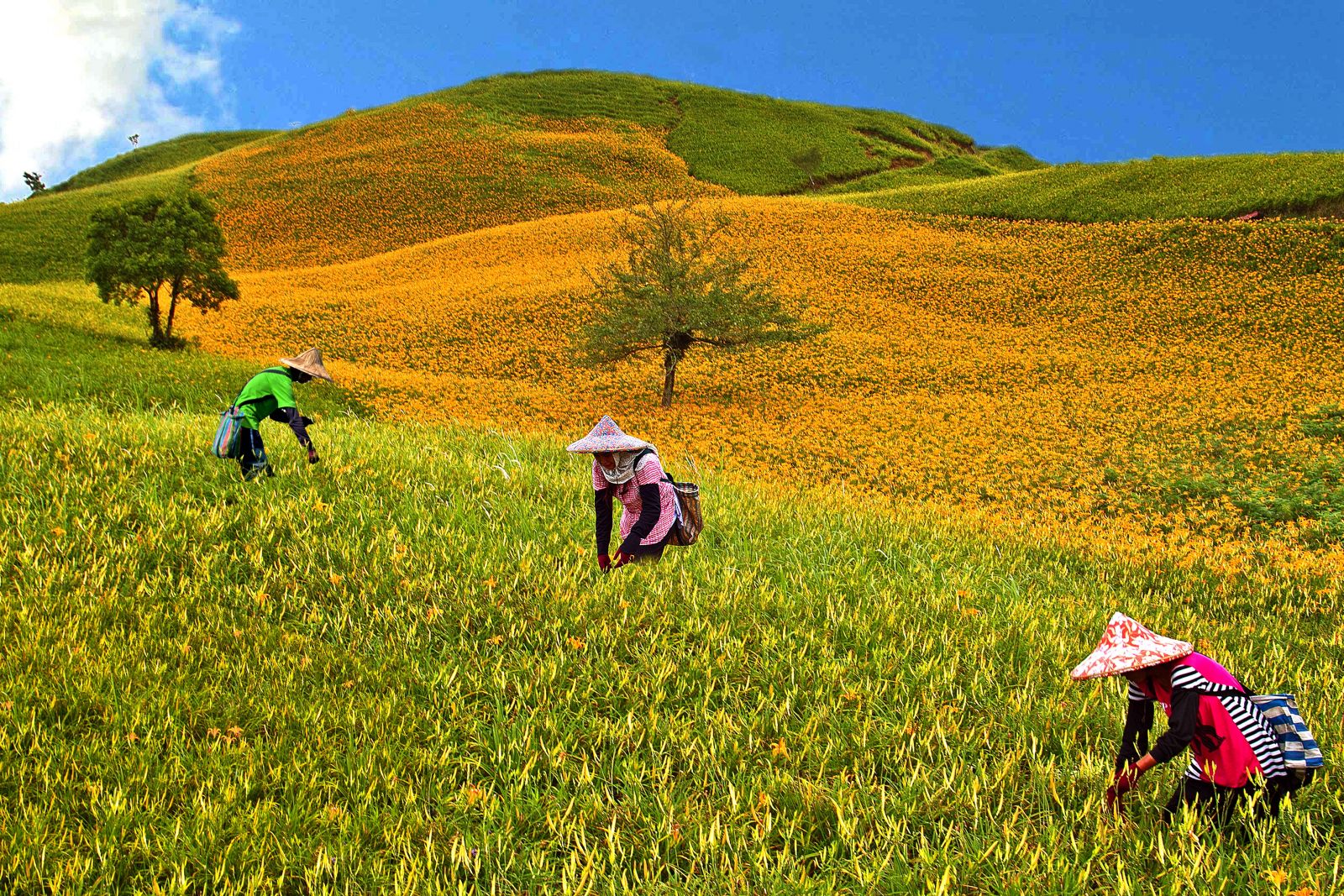 黄花菜种植基地