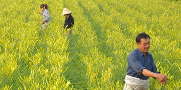 黄花菜种植技术