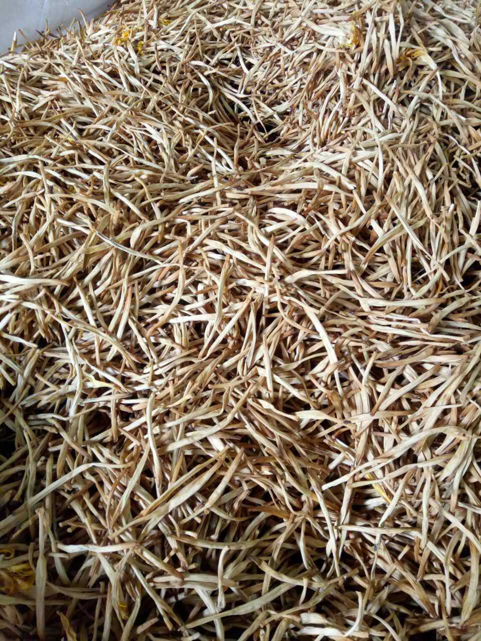 生条黄花菜