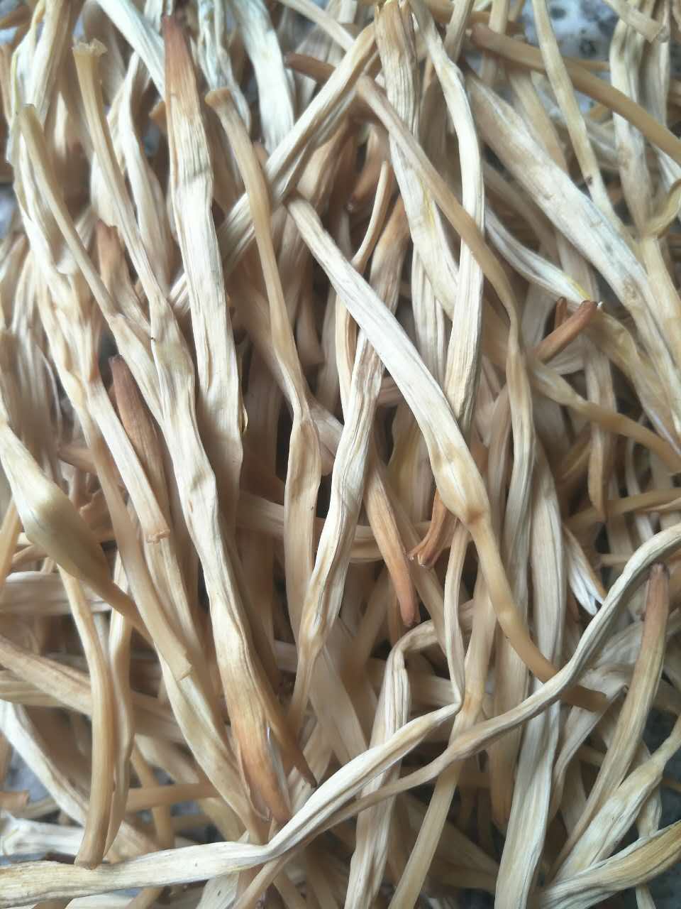 生条黄花菜